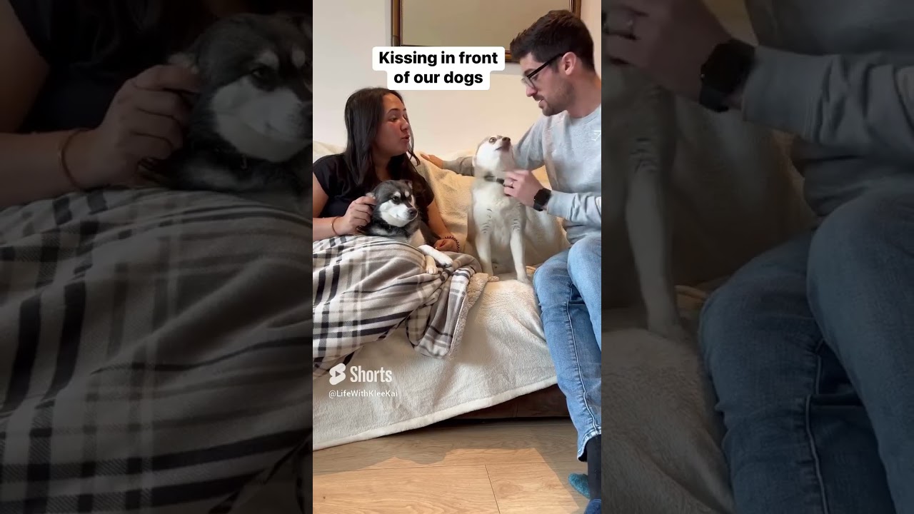 Mini Husky Throws Tantrum When Owners Commit PDA Crime  #alaskankleekai #dog #itsahuskything