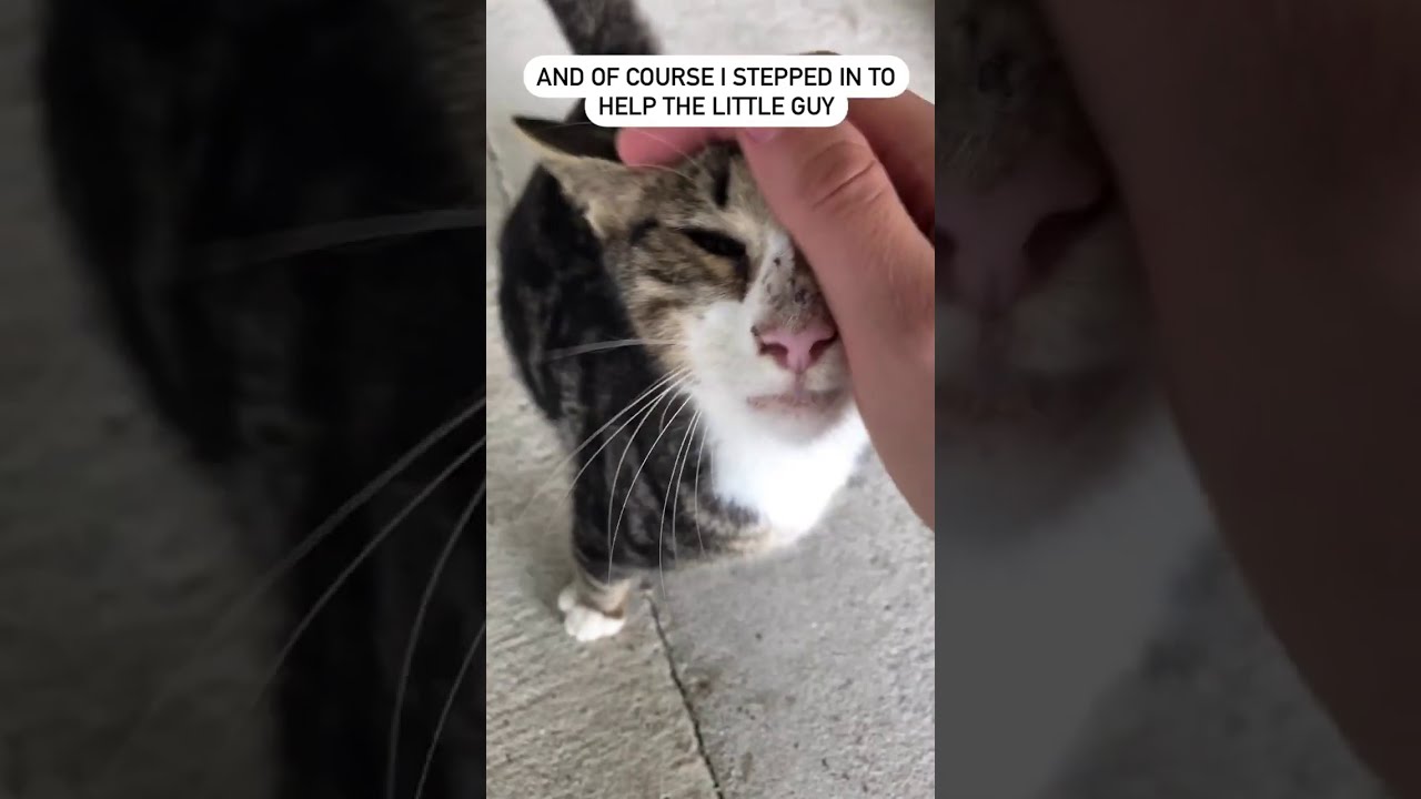Kitten Rescued, leg amputated