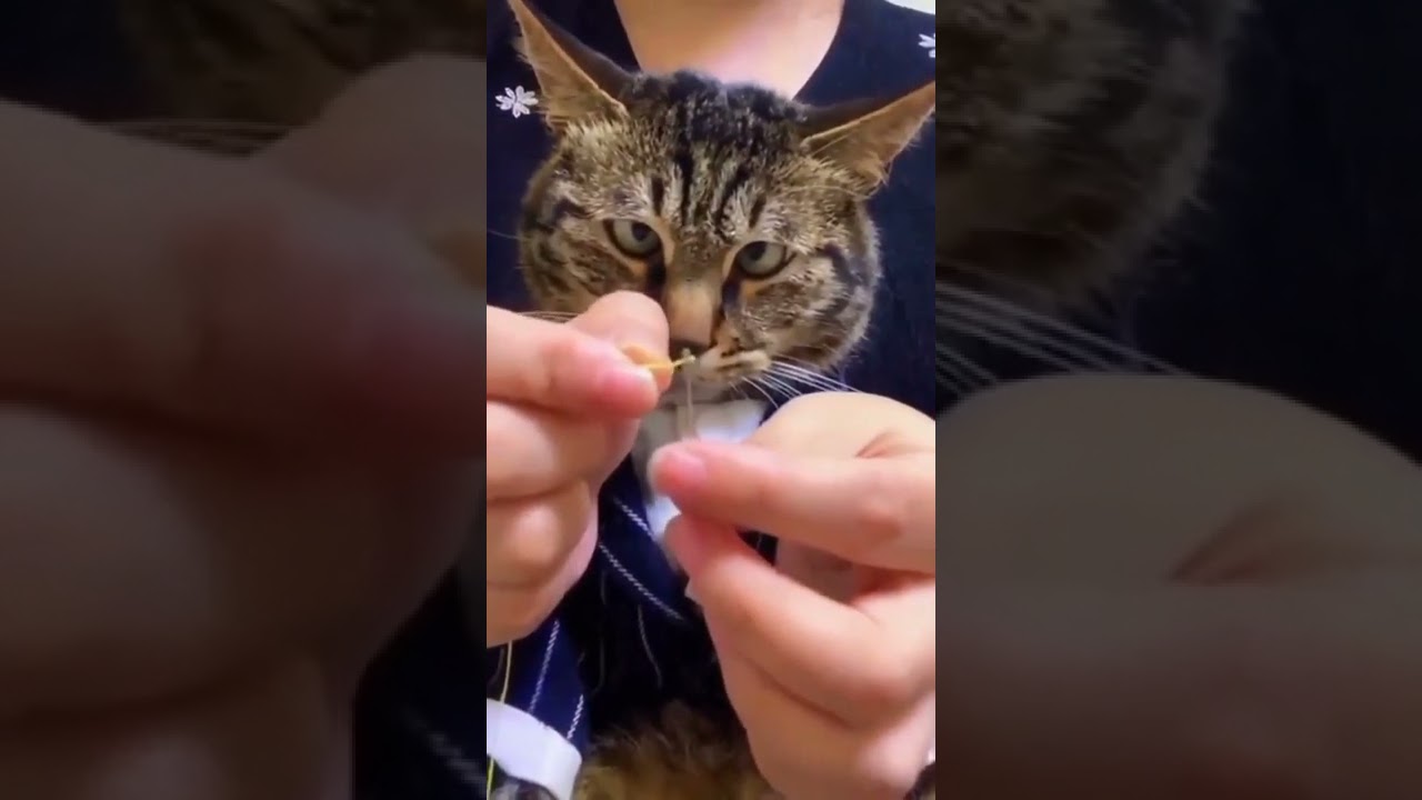 Squinting cat