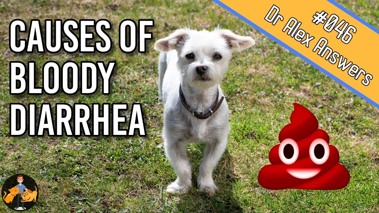 Why is there Blood in Your Dog's Stool? - Dog Health Vet Advice