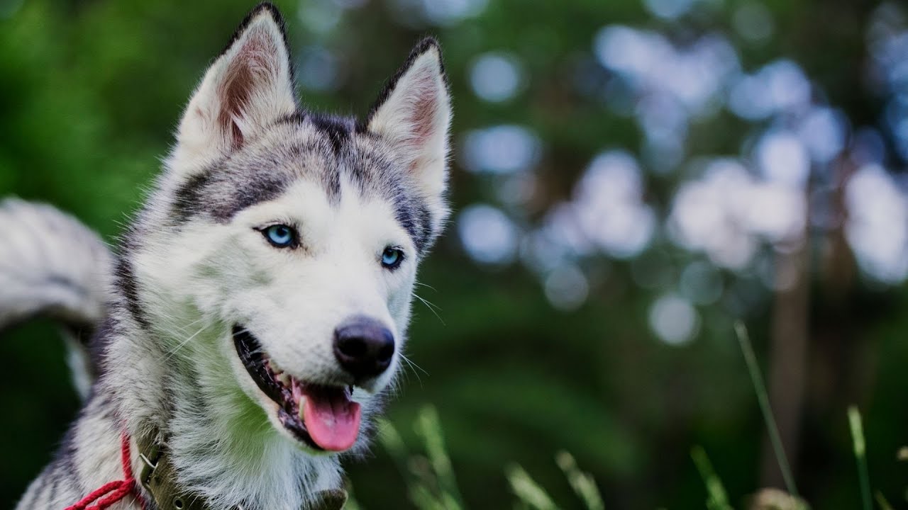 What is the average lifespan of a Siberian Husky?
