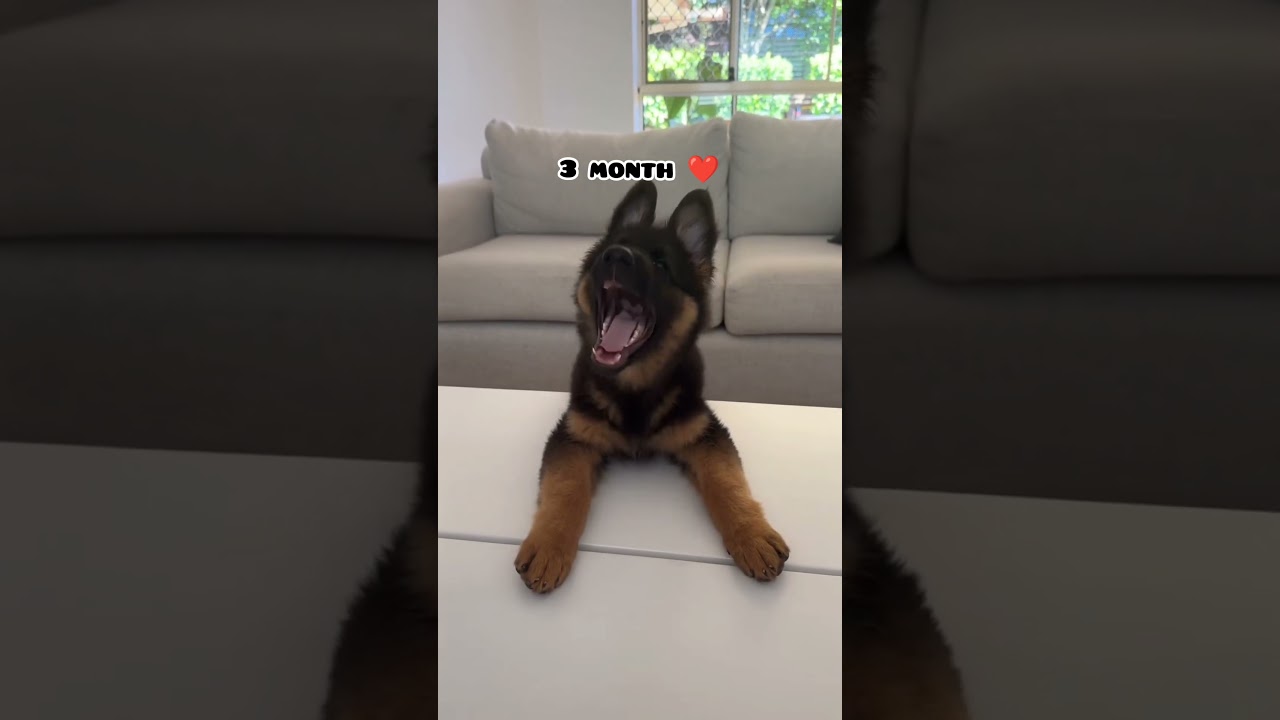 one month Vs 1 year German shepherd transformation #feed #dog #shots #dogbreed #germanshepred