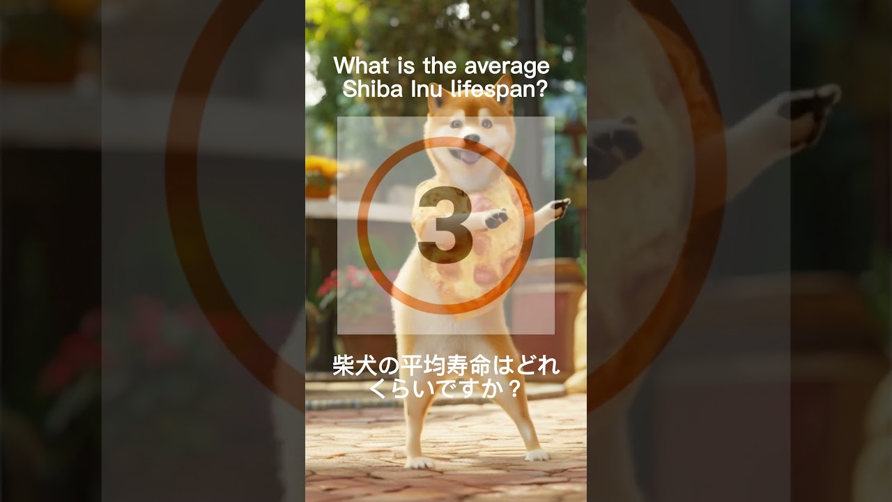 What is the average Shiba Inu lifespan?（柴犬の平均寿命はどれくらいですか）？😍😍😻
