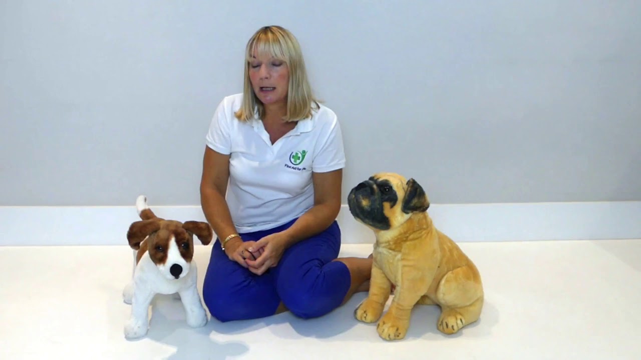 Dog with a Head Injury | What to Do