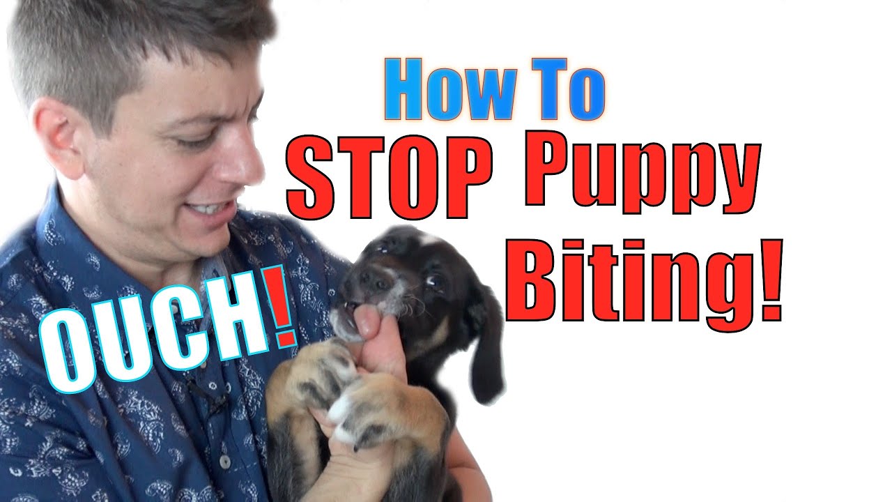 How to Train a Puppy NOT to BITE