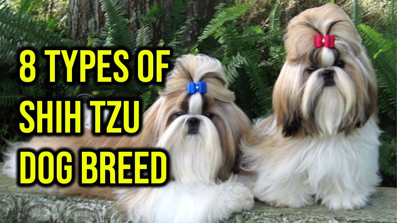 The 8 Types Of Shih Tzu Dog Breed You Need To Know