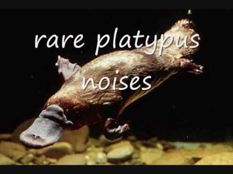 platypus noises