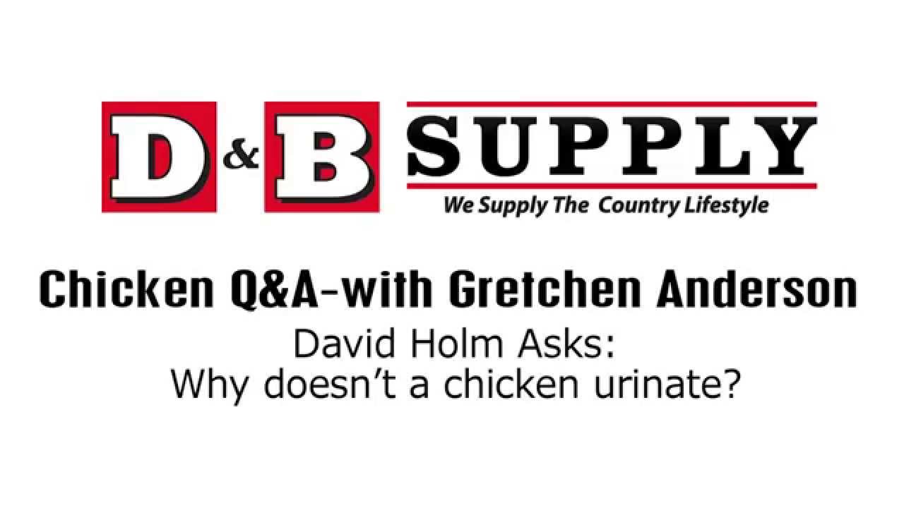 Q&A: Does a Chicken Urinate?