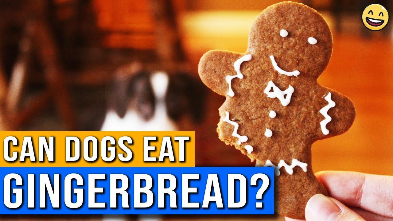 Can Dogs Eat Gingerbread? | Is It Safe For Dogs To Eat Gingerbread | Can Dogs Eat Ginger?