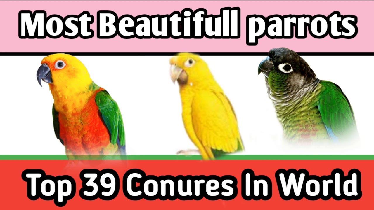 Top 39 Conures paarots in world. Most popular Famous and Beautifull Parrot in World || Hb birds ||