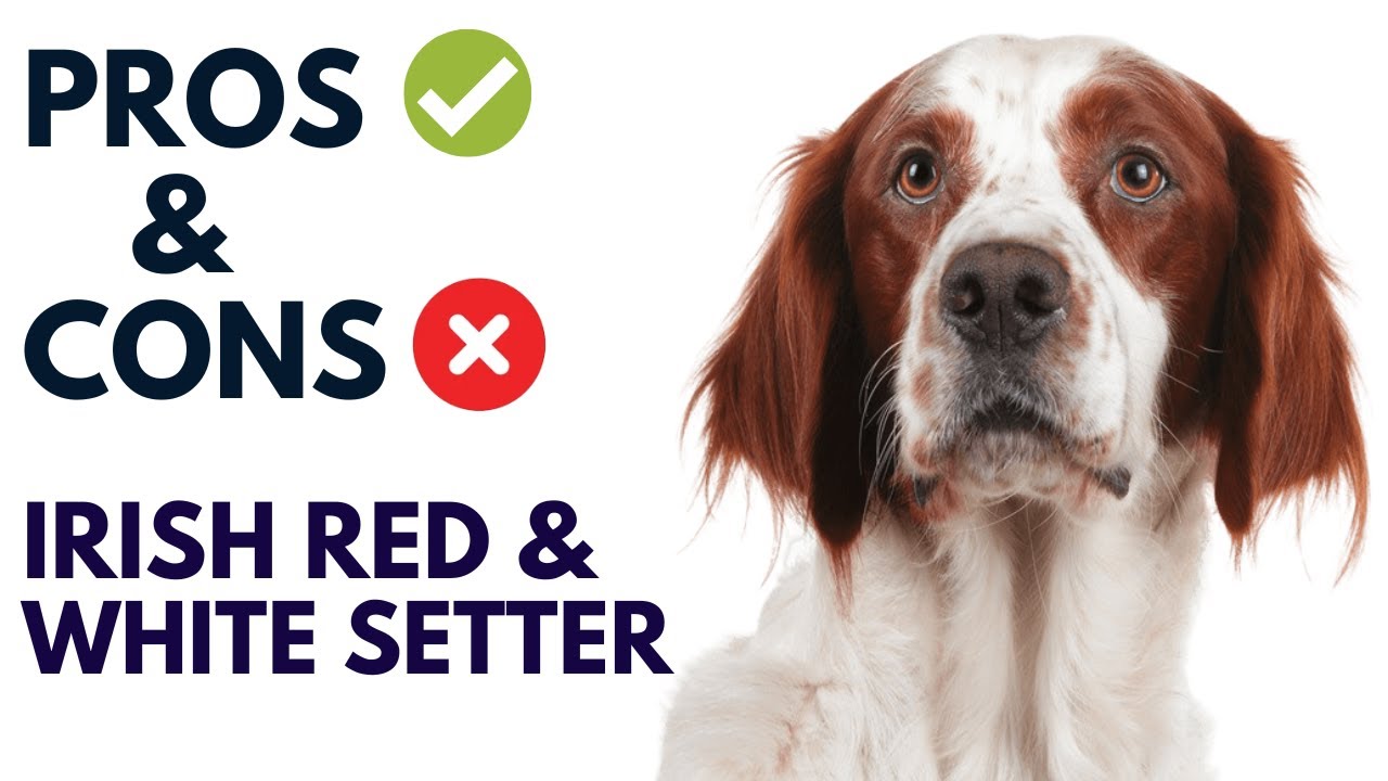 Irish Red and White Setter Breed Pros and Cons | Irish Red and White Setter Advantages