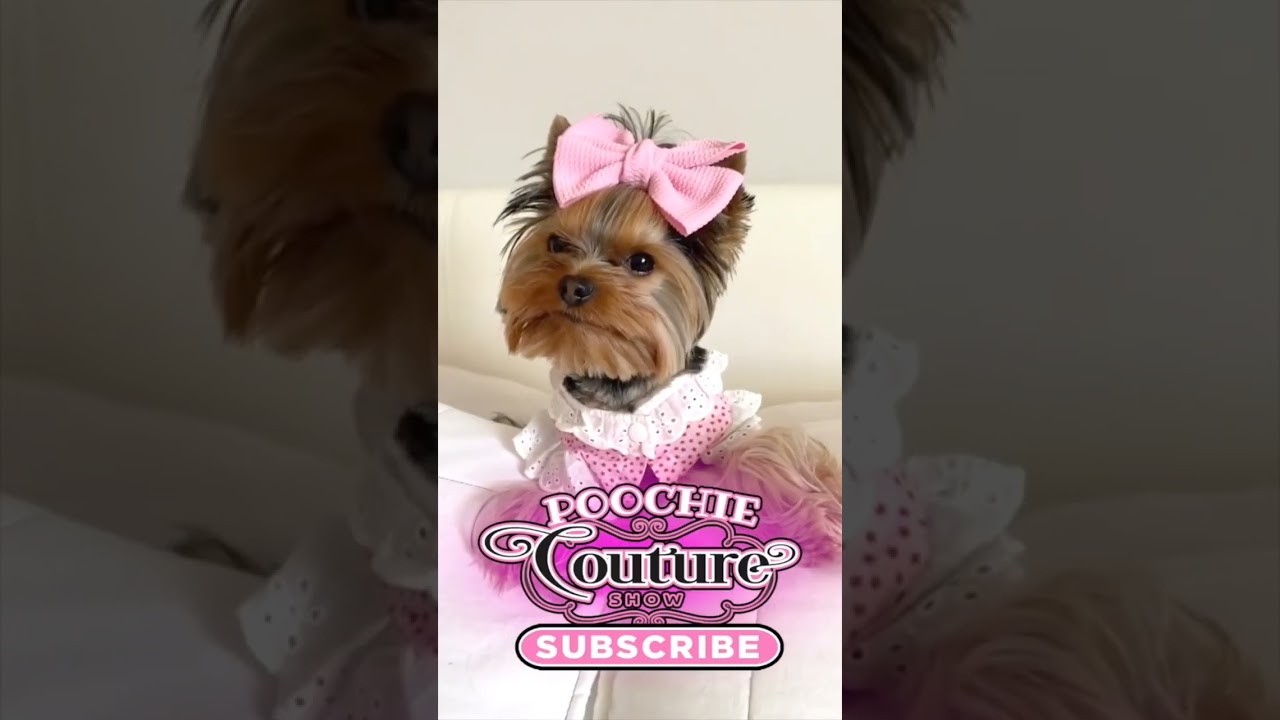 Yorkie All Dressed Up ❤️ Love Me ❤️ #funnydogs #doglover