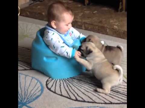 Pug Puppies Play with Babies