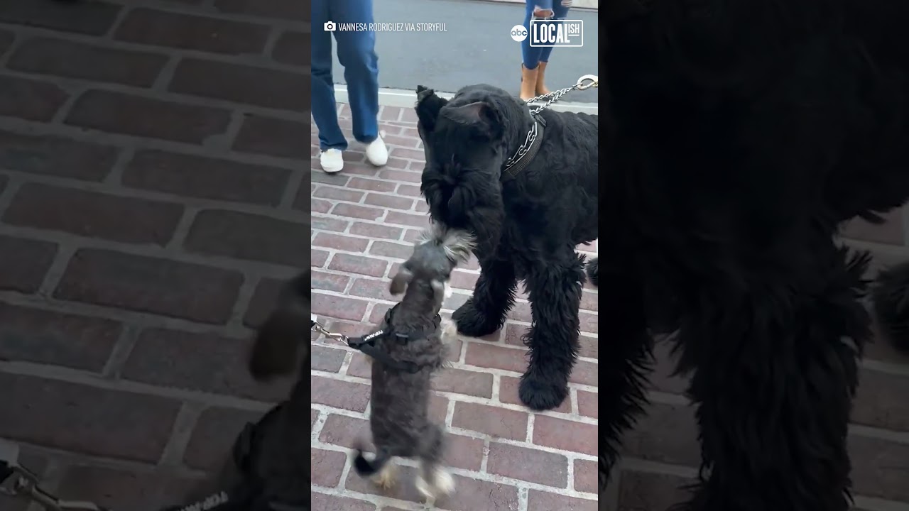 Giant and miniature schnauzers form unlikely friendship