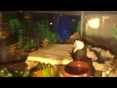 Fire belly toads for sale