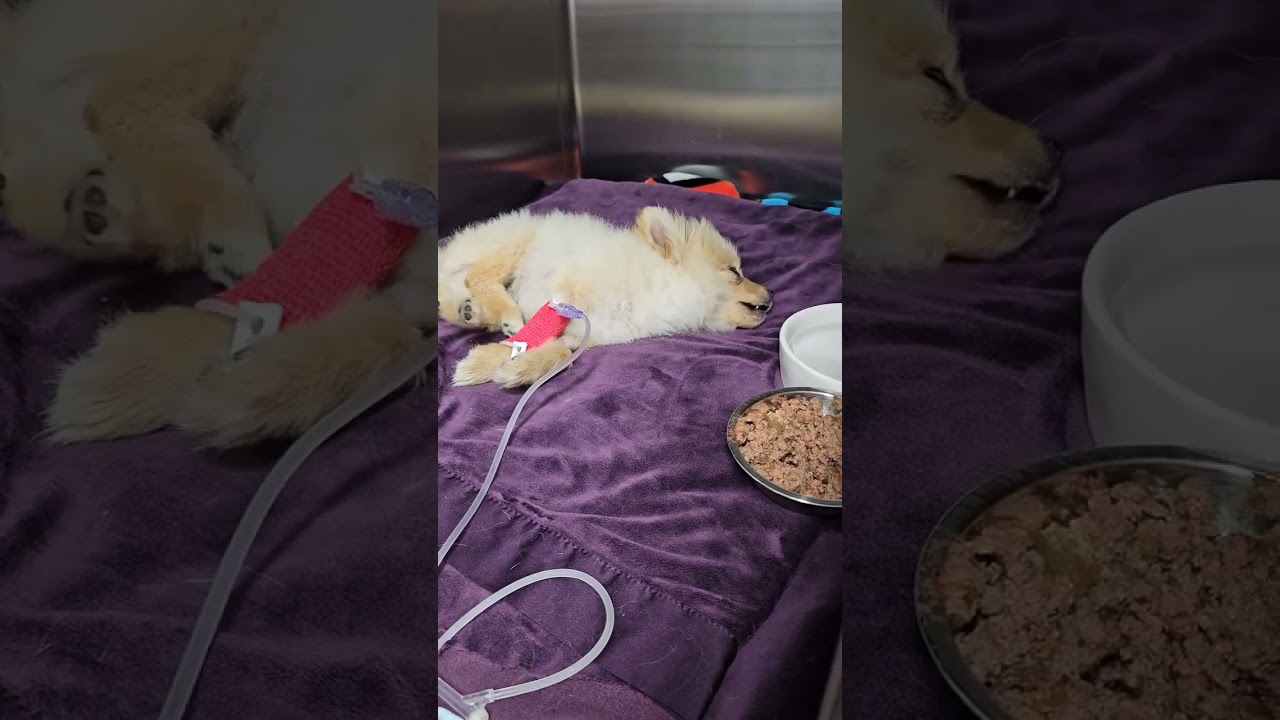 Horrifying Accident Causes Pomeranian Puppy to Suffer Broken Neck and Legs