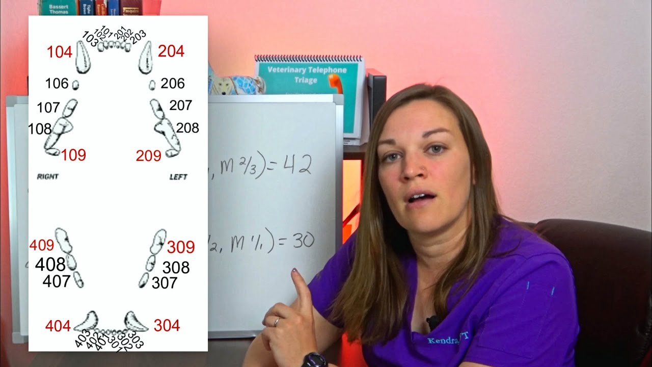 Triadan Numbering System Explained