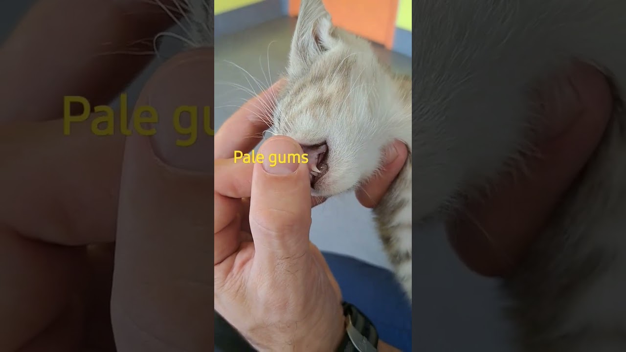 pale gums on a kiten