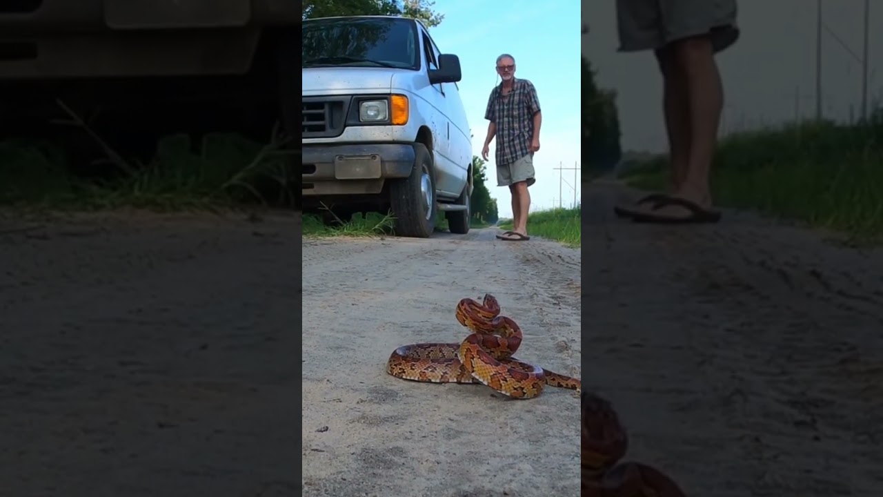 Corn Snake Jumps into my Hands 😳 #shorts