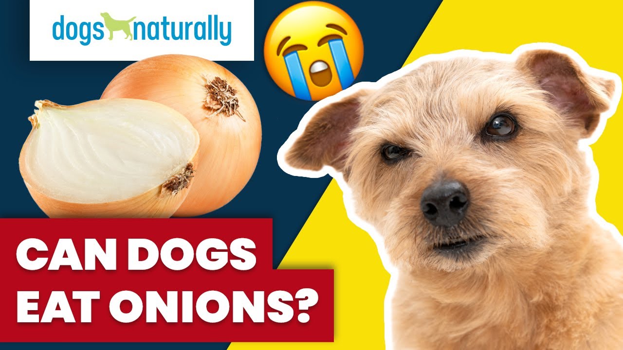 Can Dogs Eat Onions?