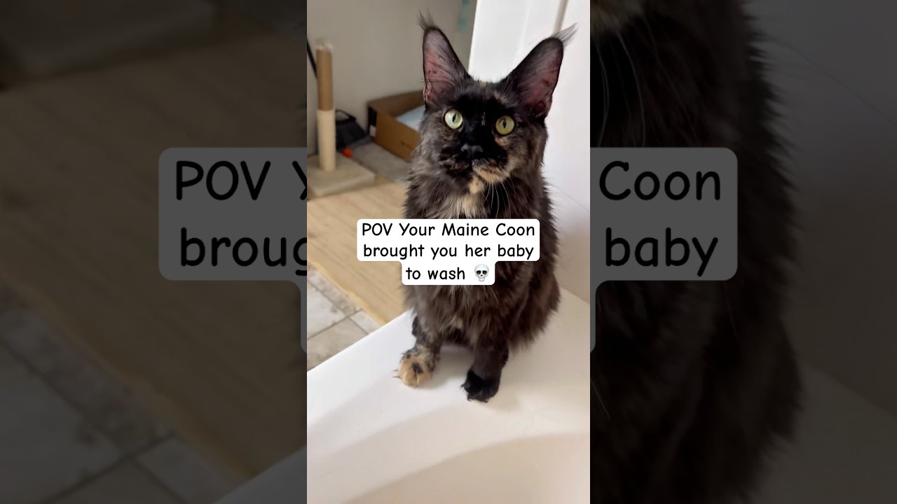 He sounds so betrayed at the end 😭 #cat #wholesome #pov #mainecoonlife #kittenlife #funnycats