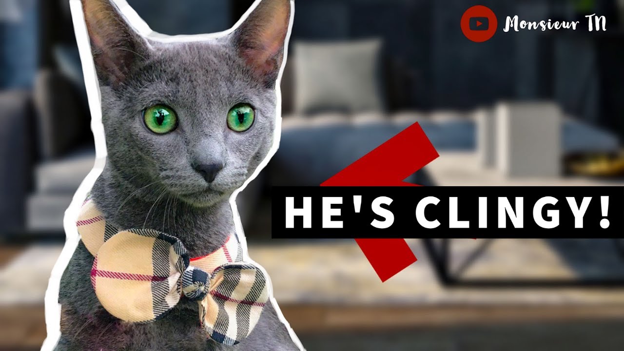 I Adopted a Russian Blue Cat in a TINY Apartment | Do I Recommend It?
