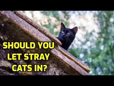 Should I Let A Stray Cat In My House?