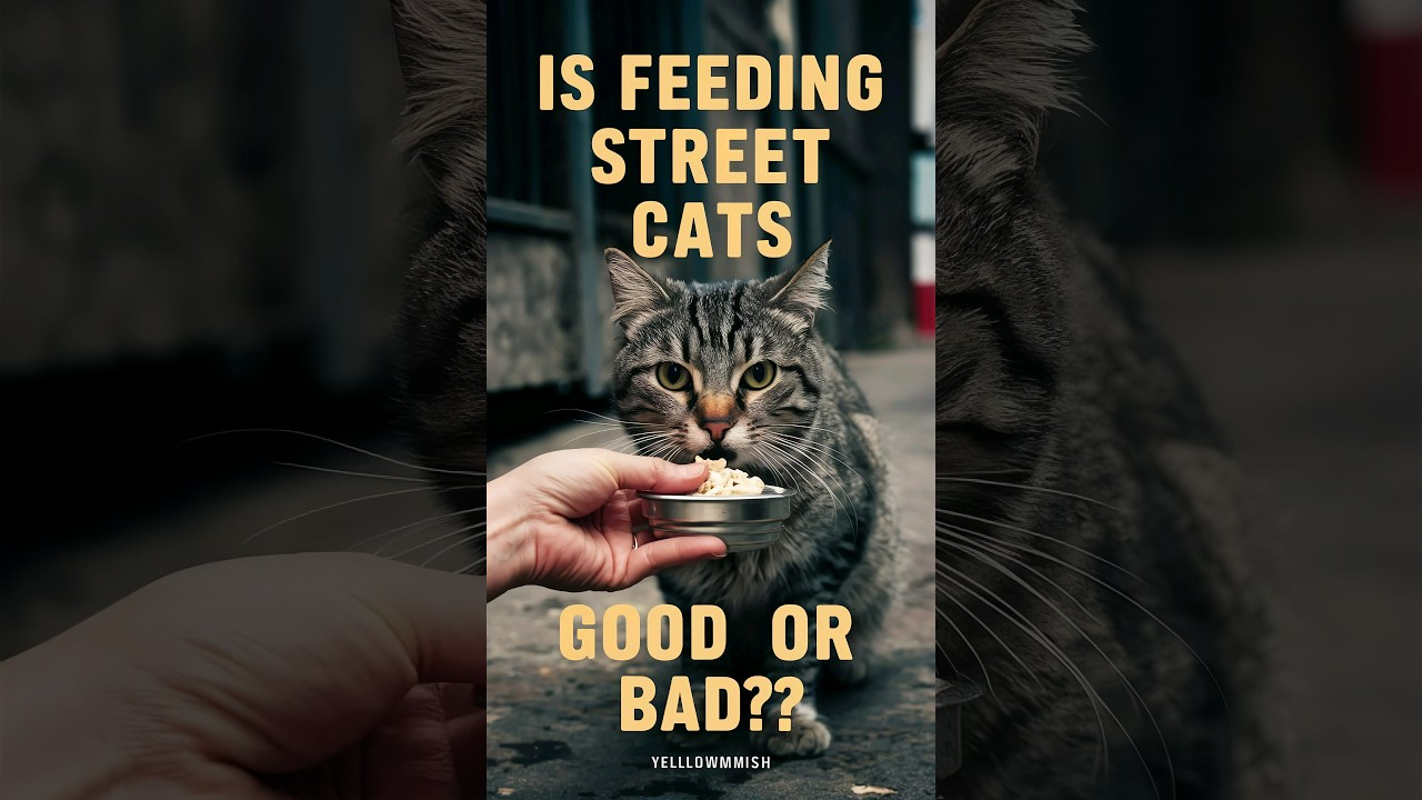Is it a bad idea to feed a stray cat #cats #cat #pets @h.e_145