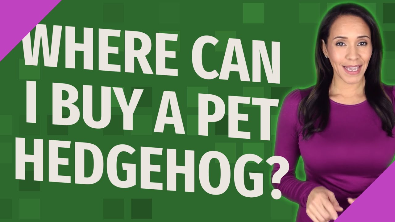 Where can I buy a pet hedgehog?
