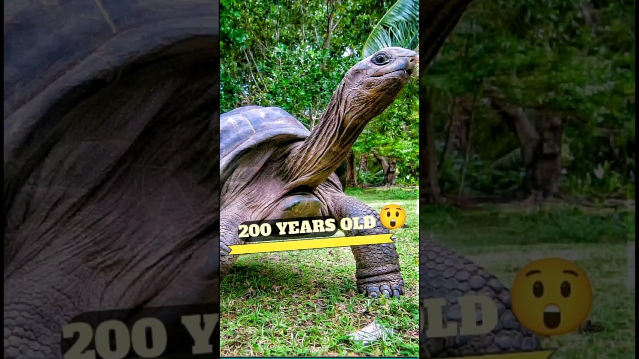 Why do tortoise live so long?🐢 #tortoise #shorts