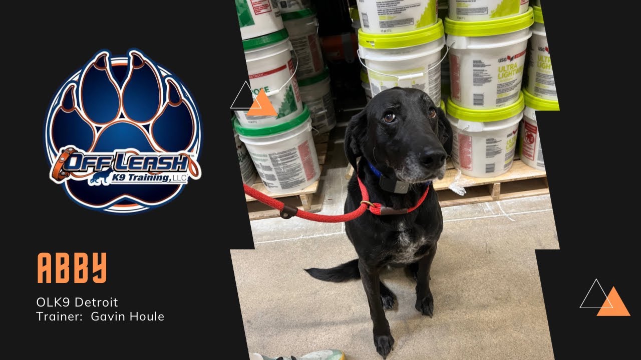 10.5 Year Old Black Lab/Hound mix “Abby” | Incredible Obedience | Trainer Gavin Houle