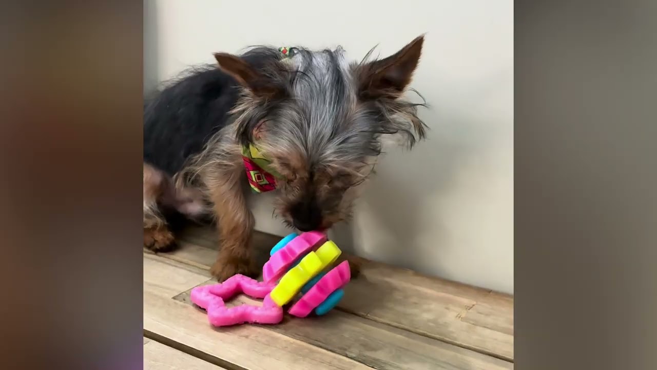 Epic - Silky Terrier Puppy for Sale in Dallas, Texas