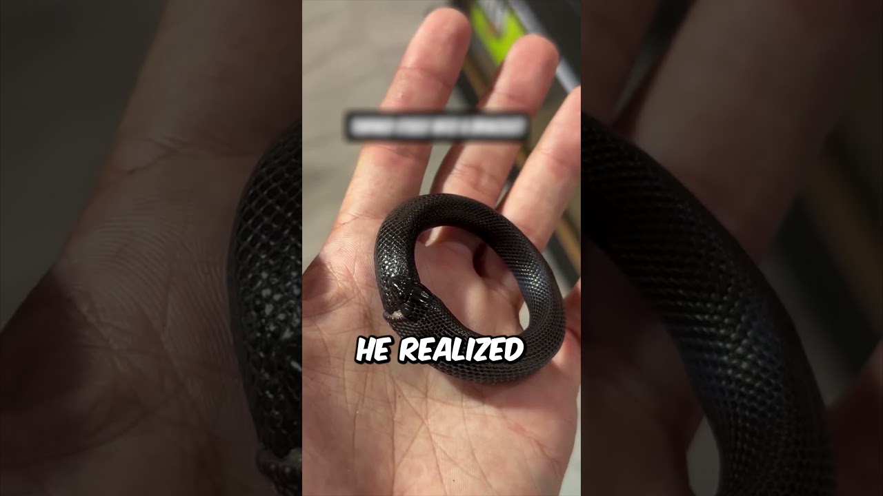 Did This Snake Just Become an Ouroboros? 😳 (@n8notsogr8 on Instagram) #shorts