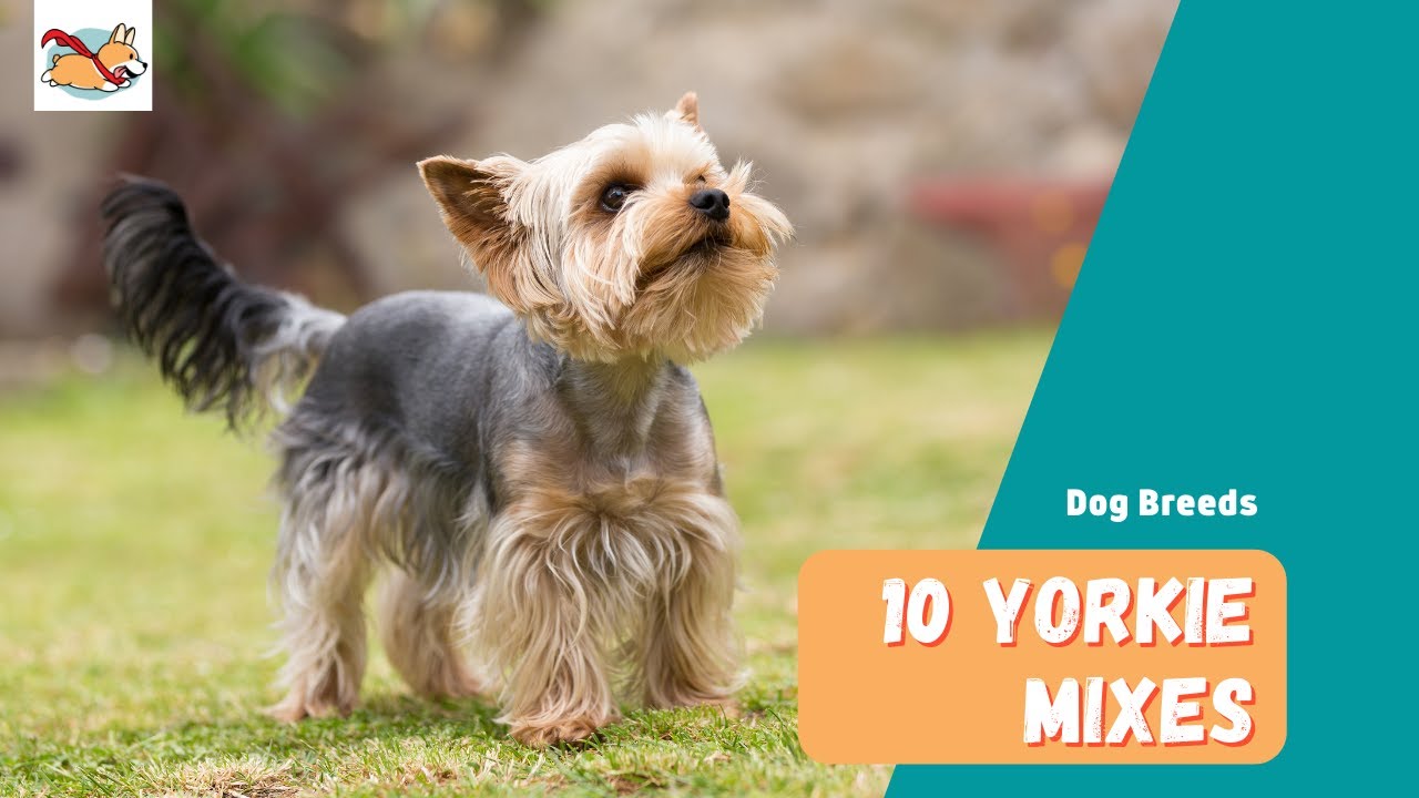 Yorkie Mixes: 10 Sweet and Sassy Yorkshire Terrier Mixes for Every Family!