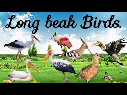 Long beak Birds. Birds with long Beaks.