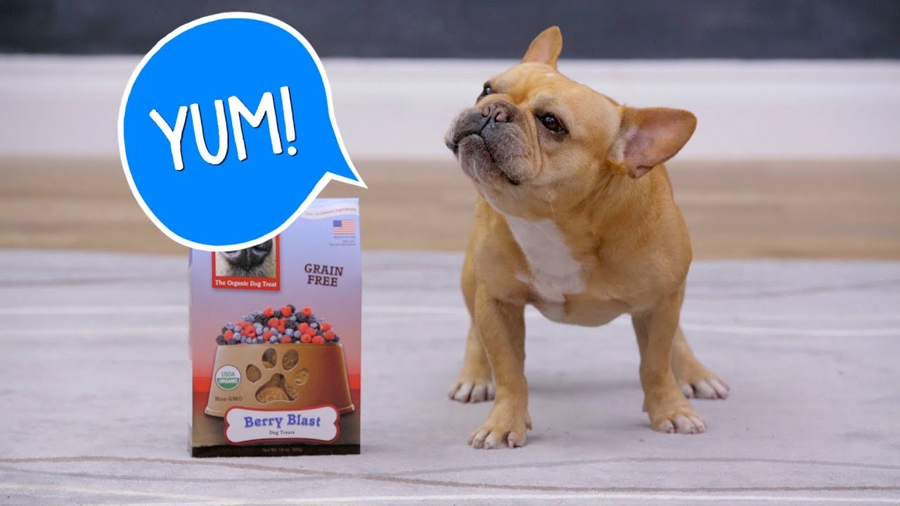 Wet Noses Dog Treats | Chewy