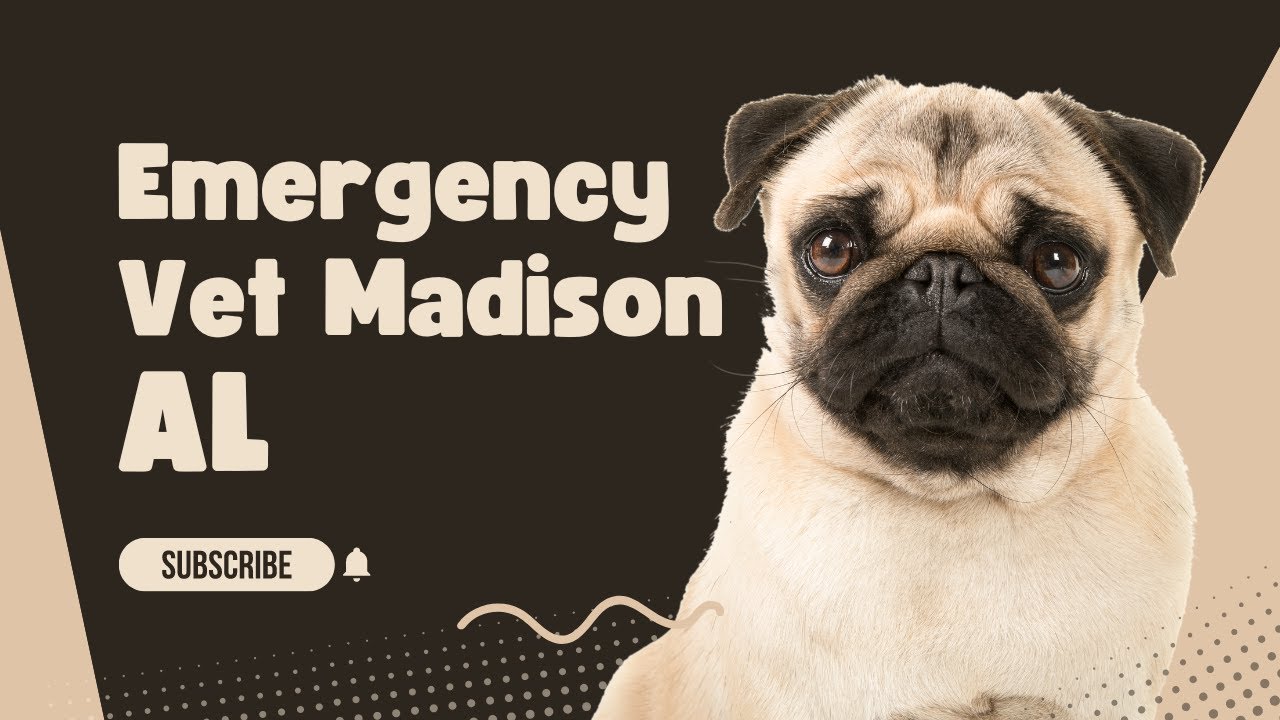TOP RATED Emergency Vet in Madison AL You Can TRUST