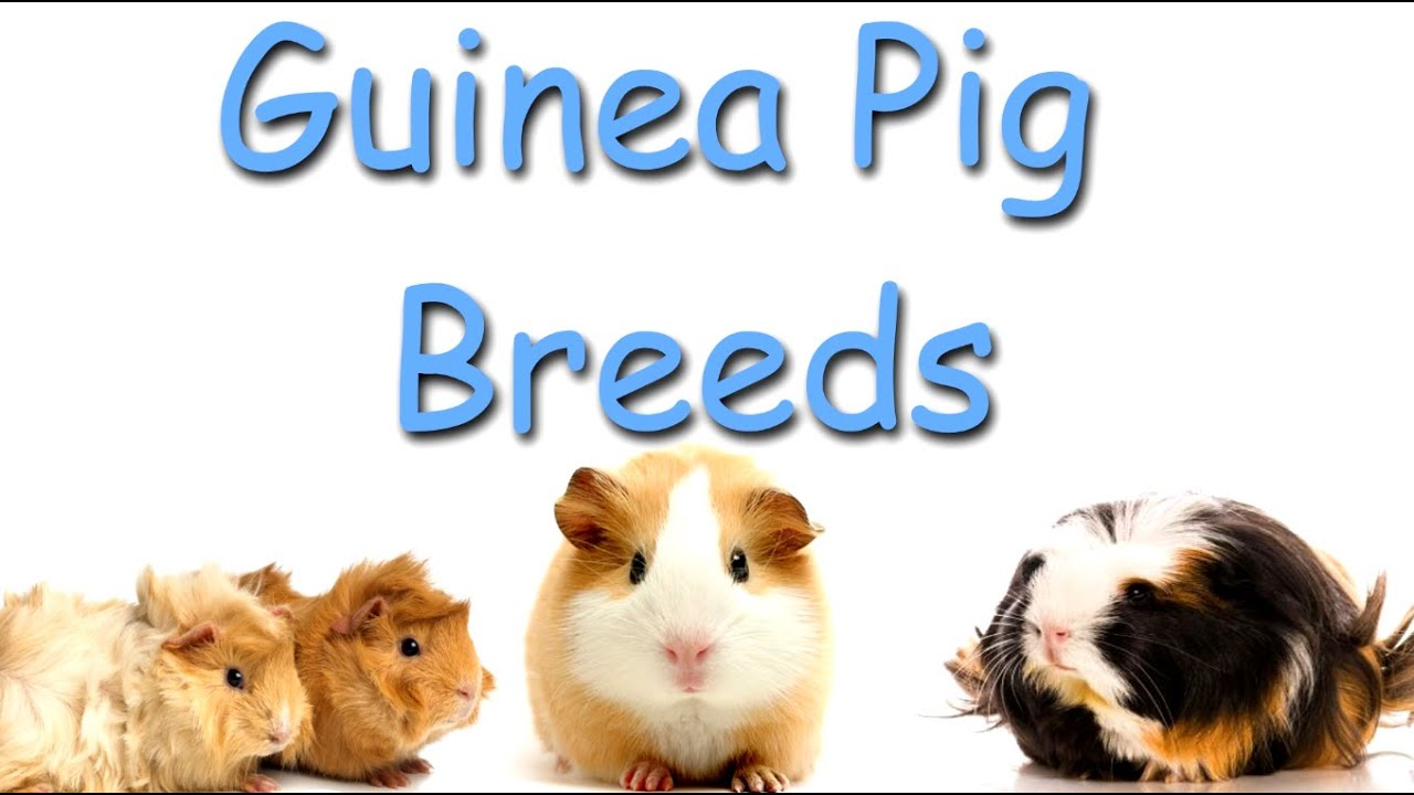 Guinea Pig Breeds