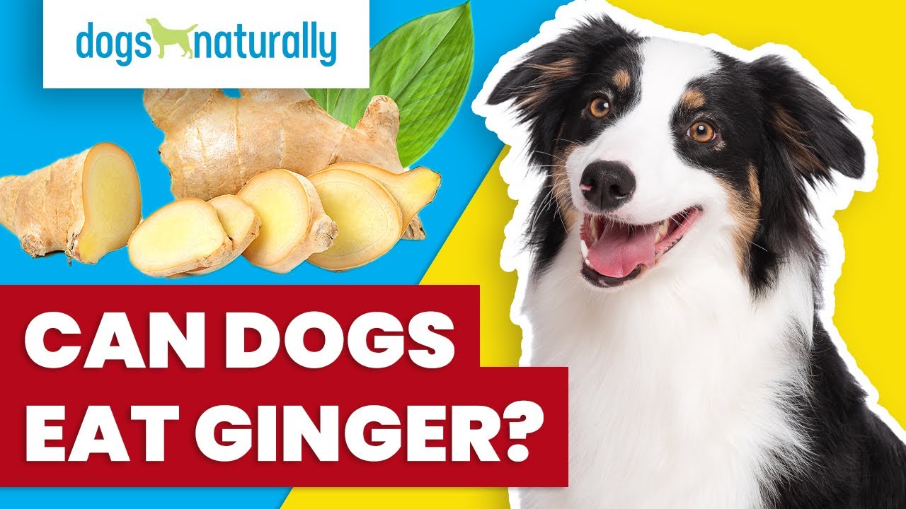 Can Dogs Eat Ginger?