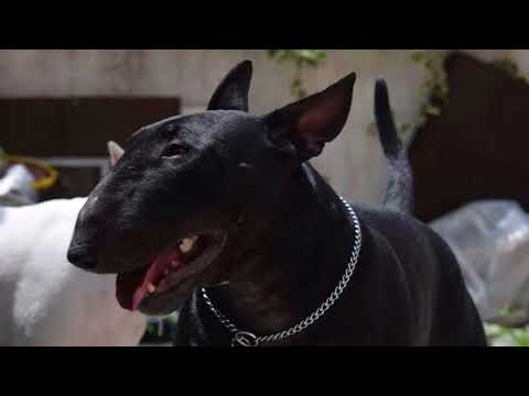 black bull terrier