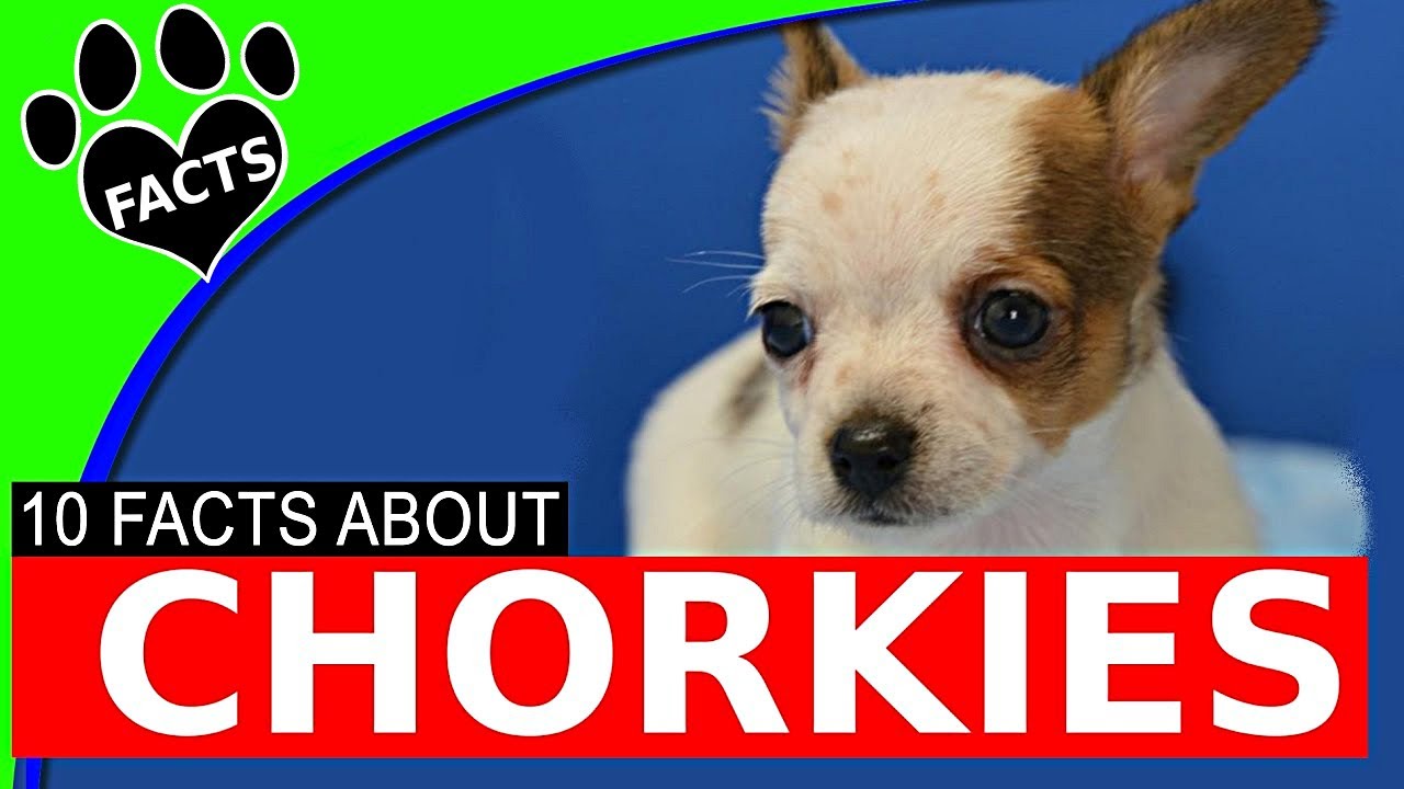 10 Fascinating Facts About Chorkies - Chihuahua Yorkie Mix Dog Breed