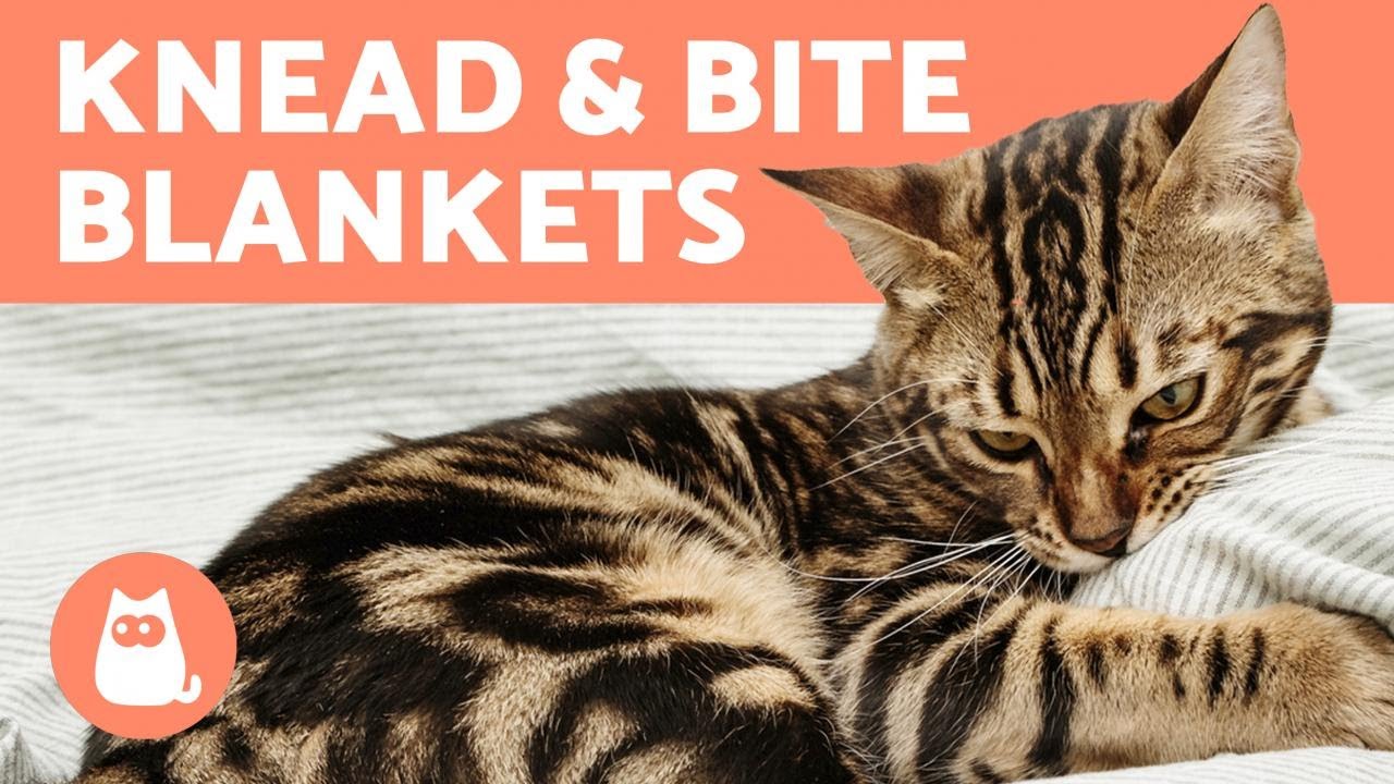 My CAT KNEADS and BITES Blankets 🐱 (Why and What to Do)