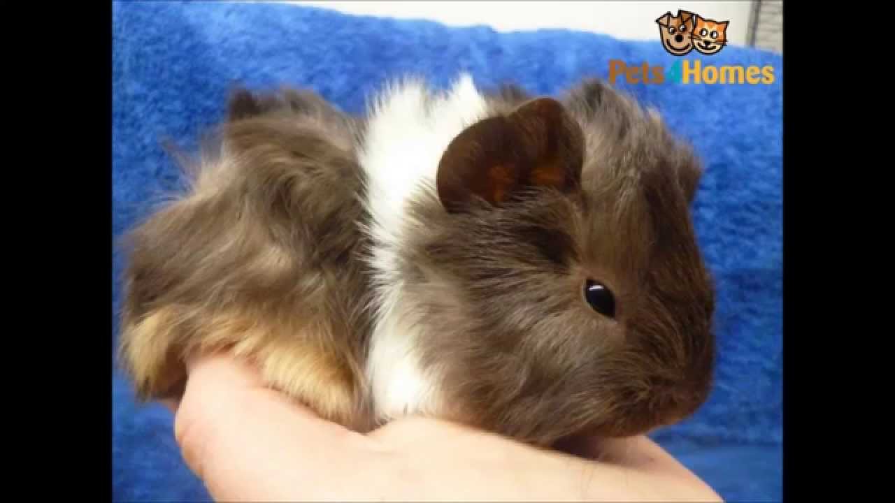 All 13 Breeds Of Guinea pig