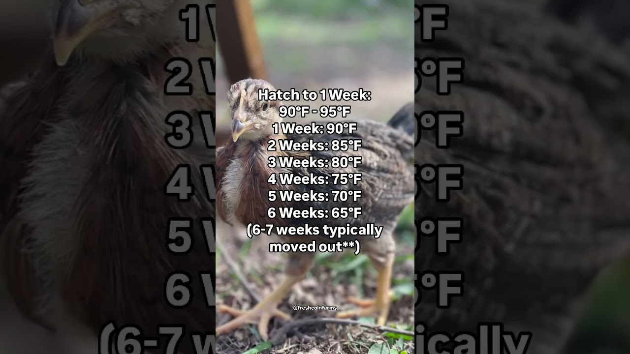 Chick Brooder Temperature Guide 🐣🔥 | Keep Your Chicks Healthy!