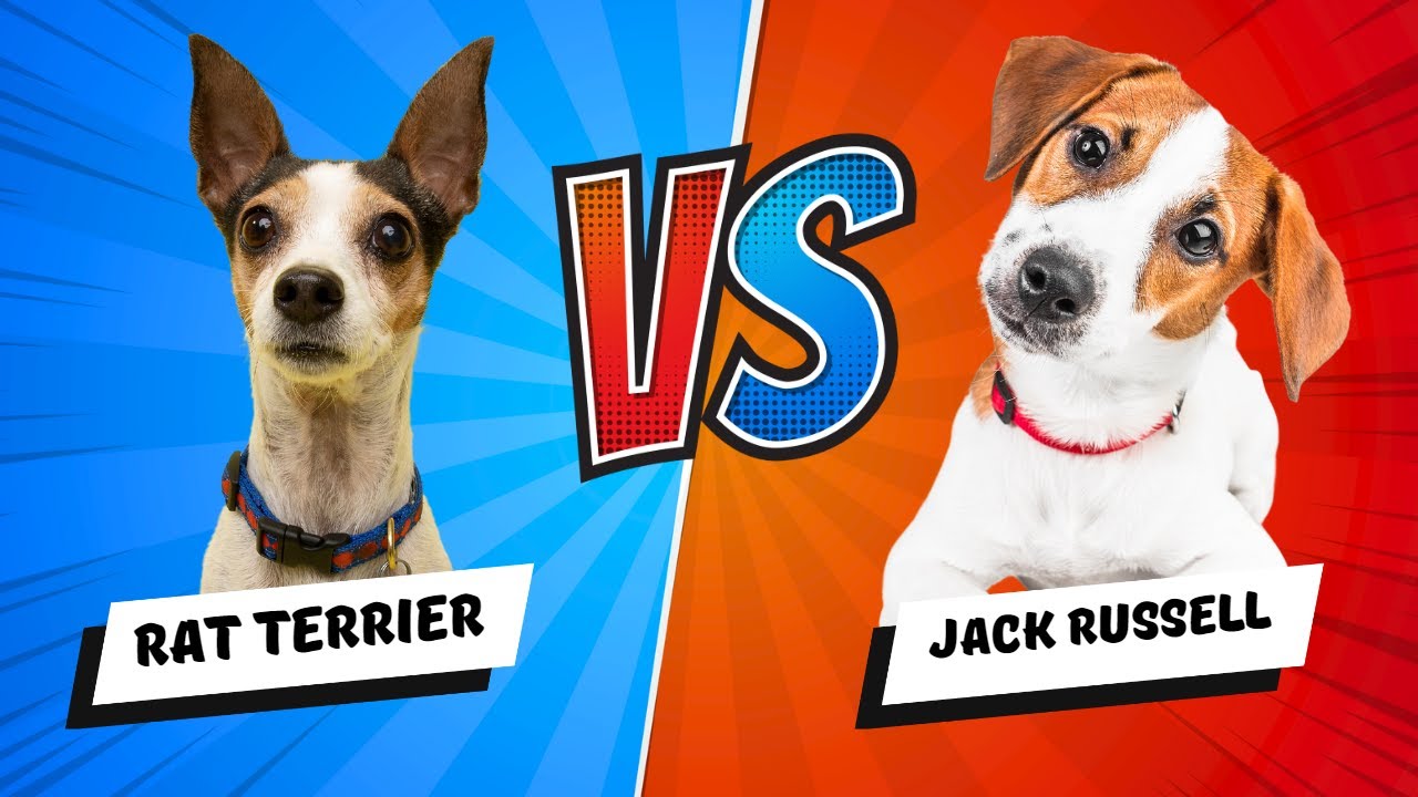 Jack Russell vs Rat Terrier - Which Is Better? Dog vs Dog