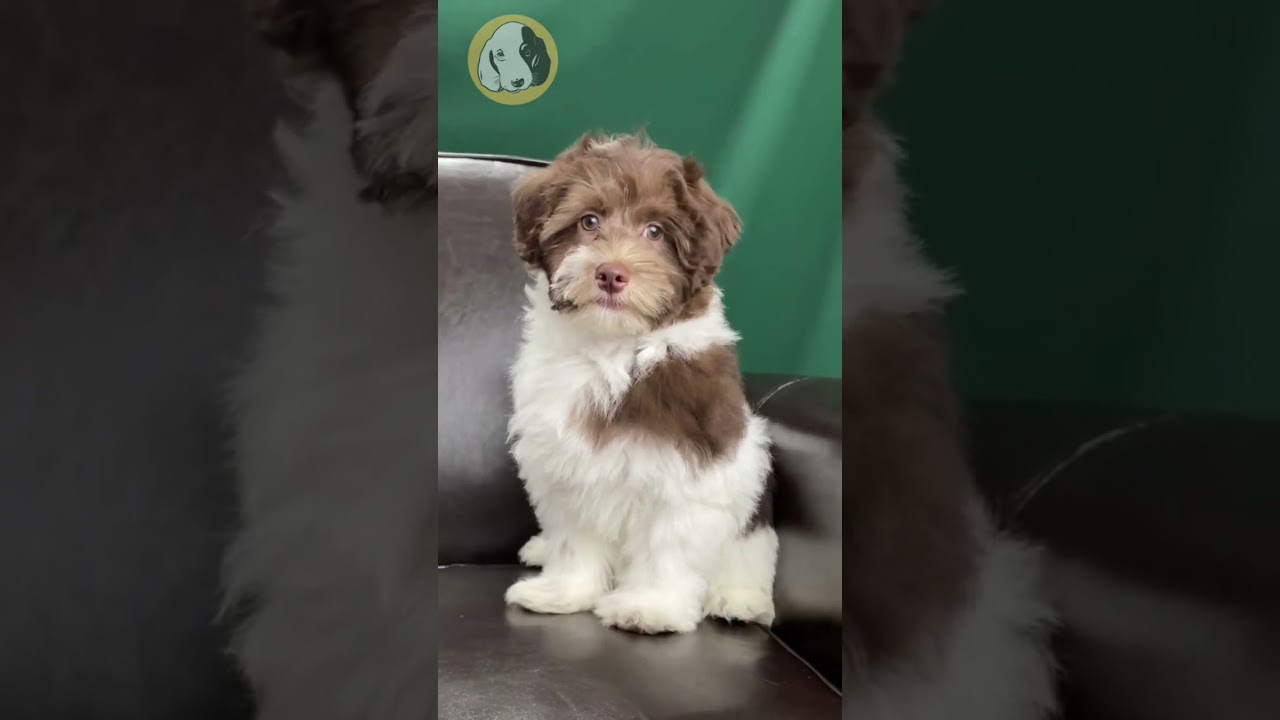 The Personality of A Havapoo Puppy