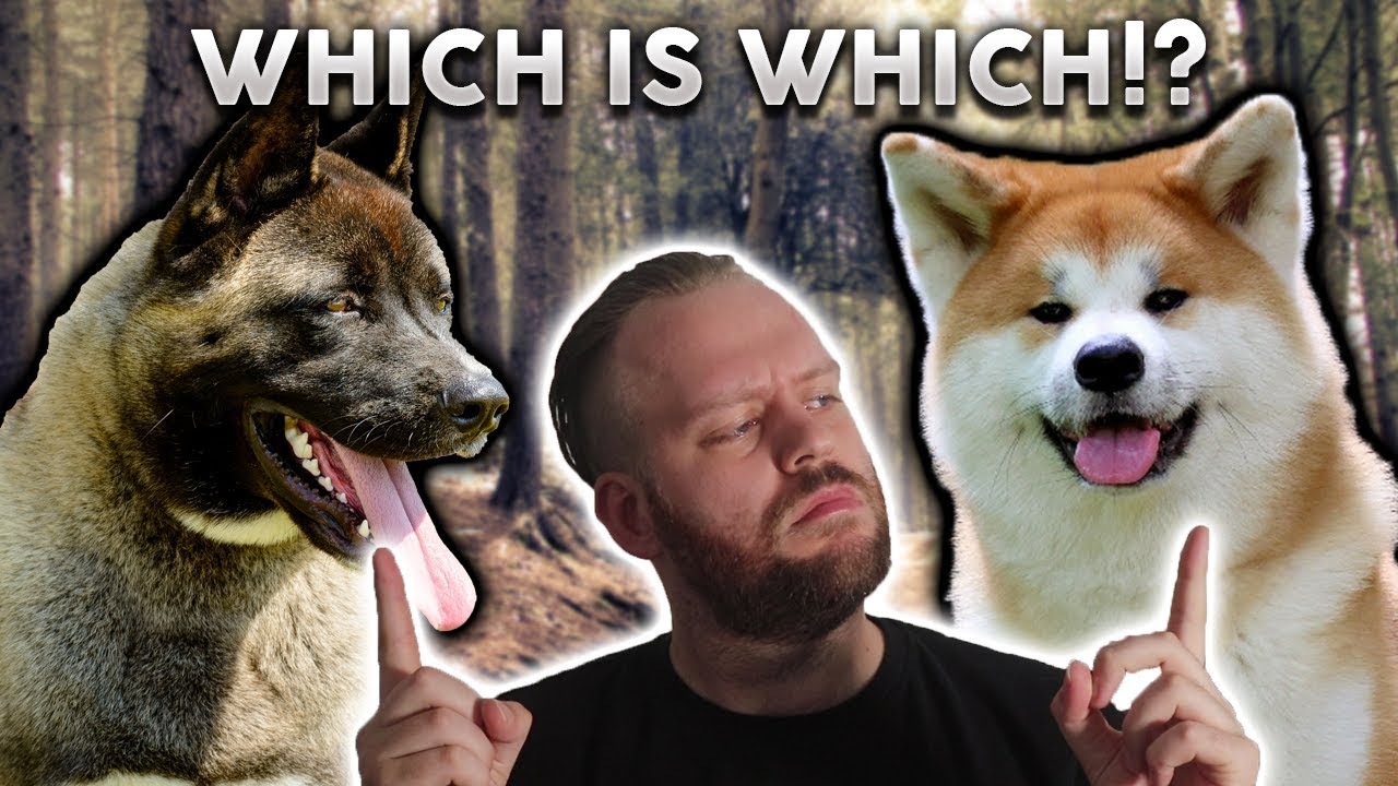 AMERICAN AKITA or JAPANESE AKITA! What's The Difference??