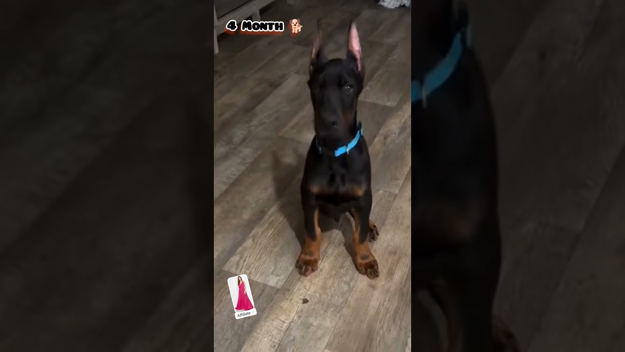 3 Weeks to One Year Doberman transformation #feed #transformation #doberman #love #shots #dogs#cute