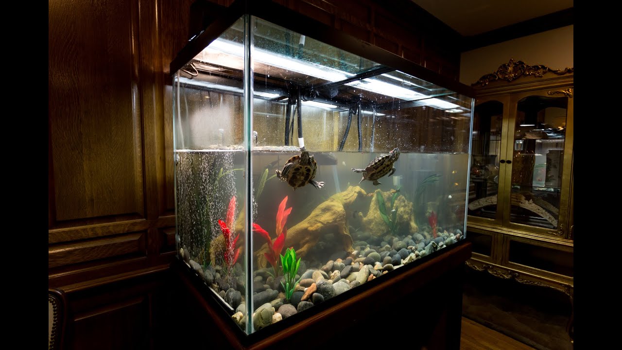 Indoor Red Eared Slider Turtle Tank Setup