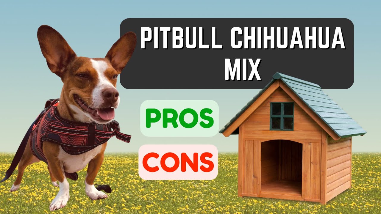 What Is a Pitbull Chihuahua Mix? PROS & CONS!